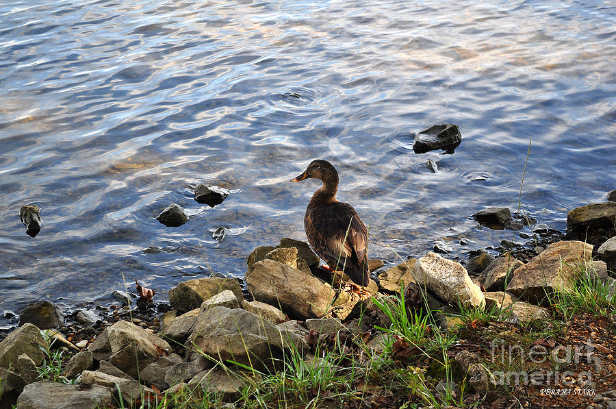 Portrait of an Alabama Duck 8 Photograph by Verana Stark