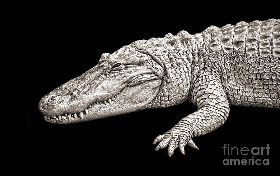Portrait of an Albino Alligator black and white version Digital Art by Jim Fitzpatrick
