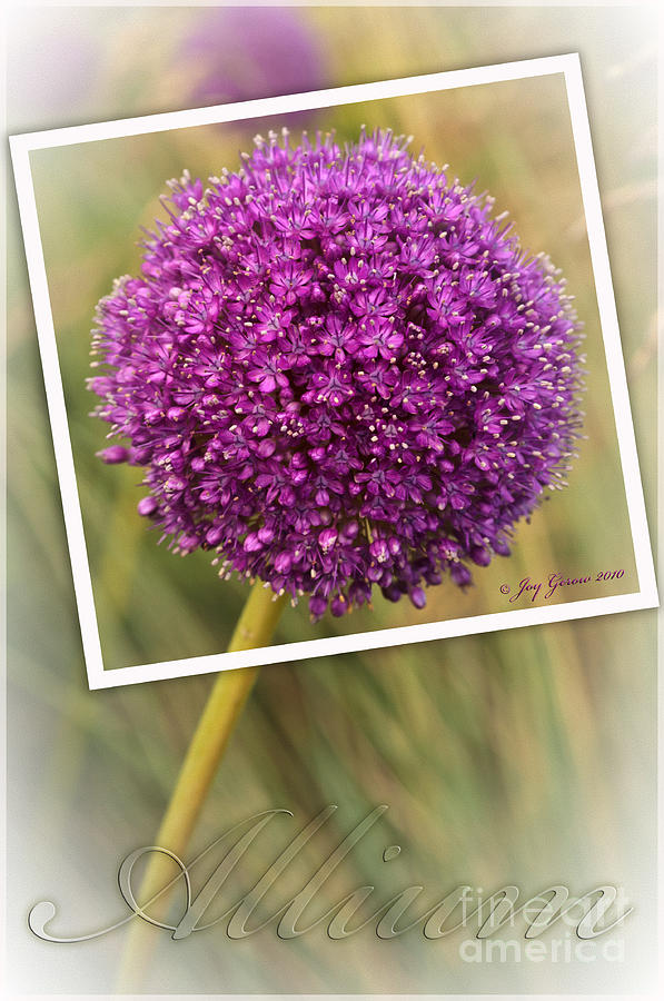 Allium Photograph - Portrait of an Allium by Joy Gerow Allium Photograph - Portrait of an Allium by Joy Gerow
