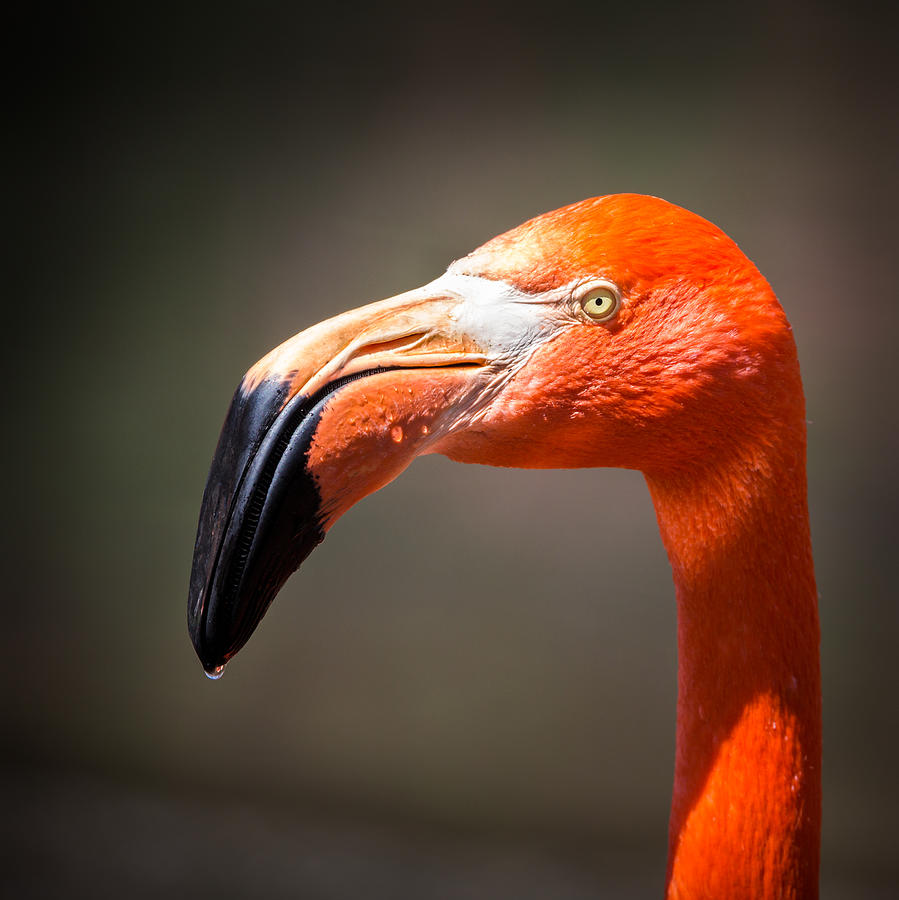 Portrait of an American Flamingo Photograph by Mihai Andritoiu