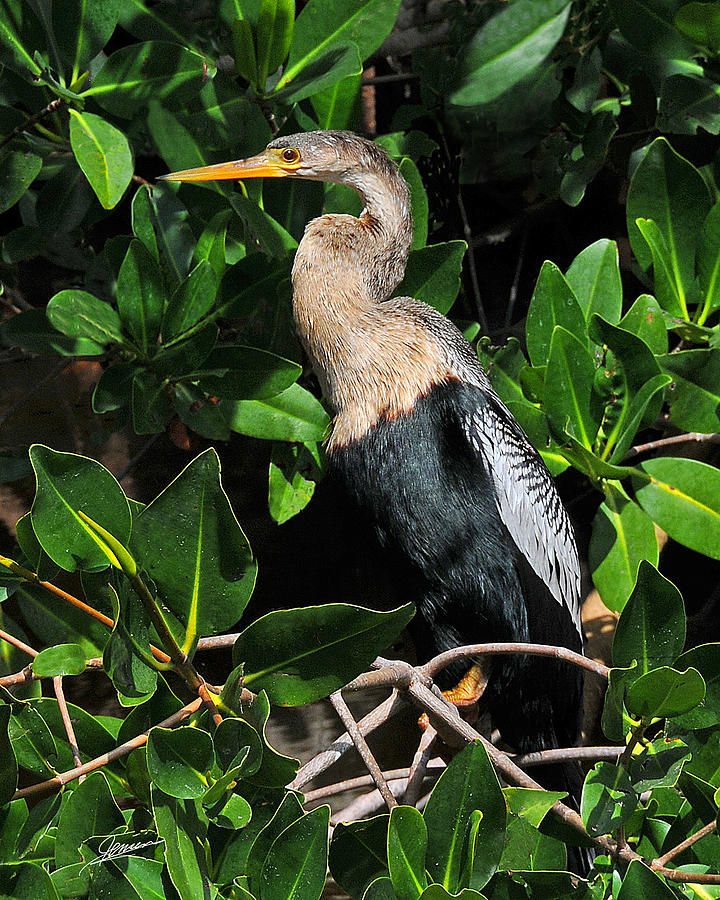 Portrait of an Anhinga IV Photograph by Phil Jensen