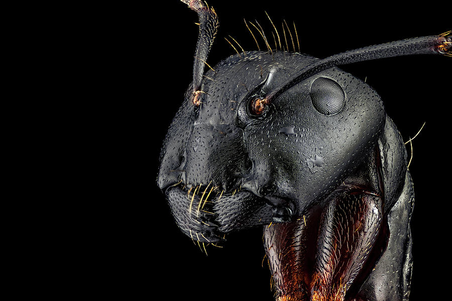 Portrait of an ant Photograph by Mihai Andritoiu