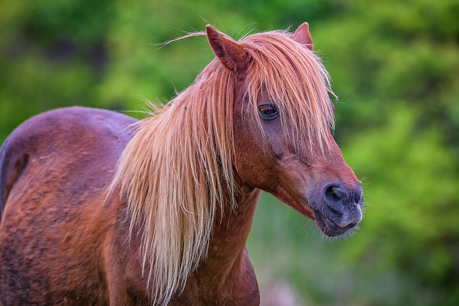 Horse Photograph - Portrait of an Assateague Pony by Rick Berk
