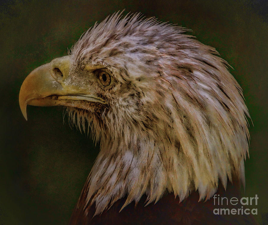 Portrait of an Eagle Photograph by Elizabeth Winter