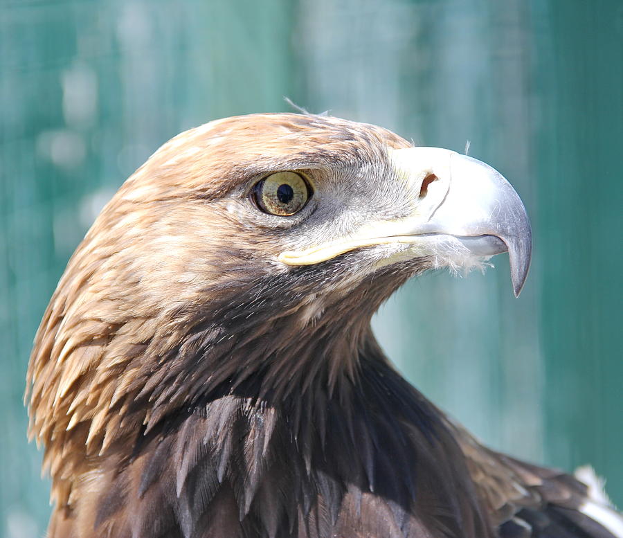 Portrait of an eagle Pyrography by Olga Lisa - Fine Art America