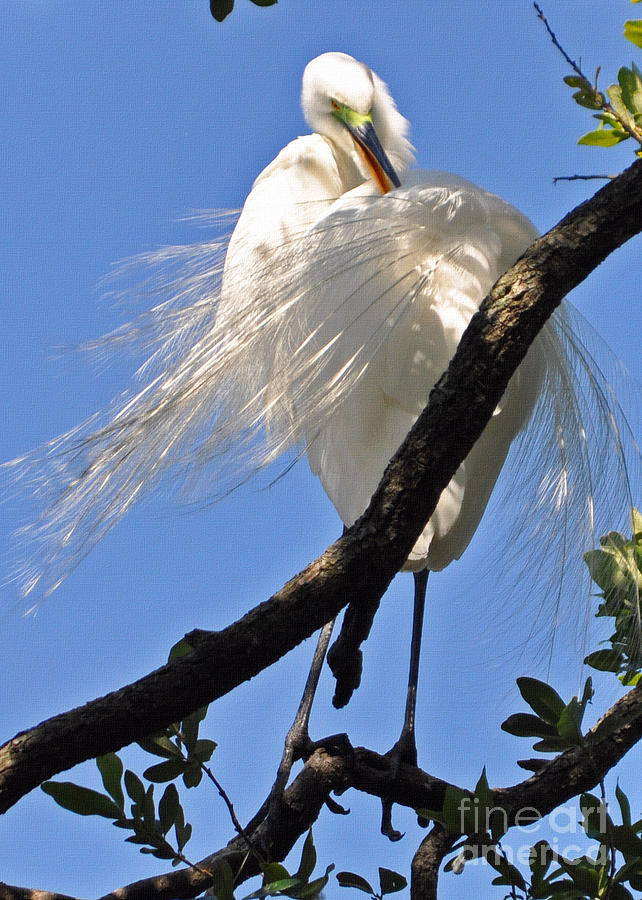 Portrait of an Egret Photograph by Lydia Holly
