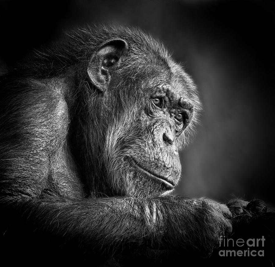 Portrait of an Elderly Chimp III Photograph by Jim Fitzpatrick