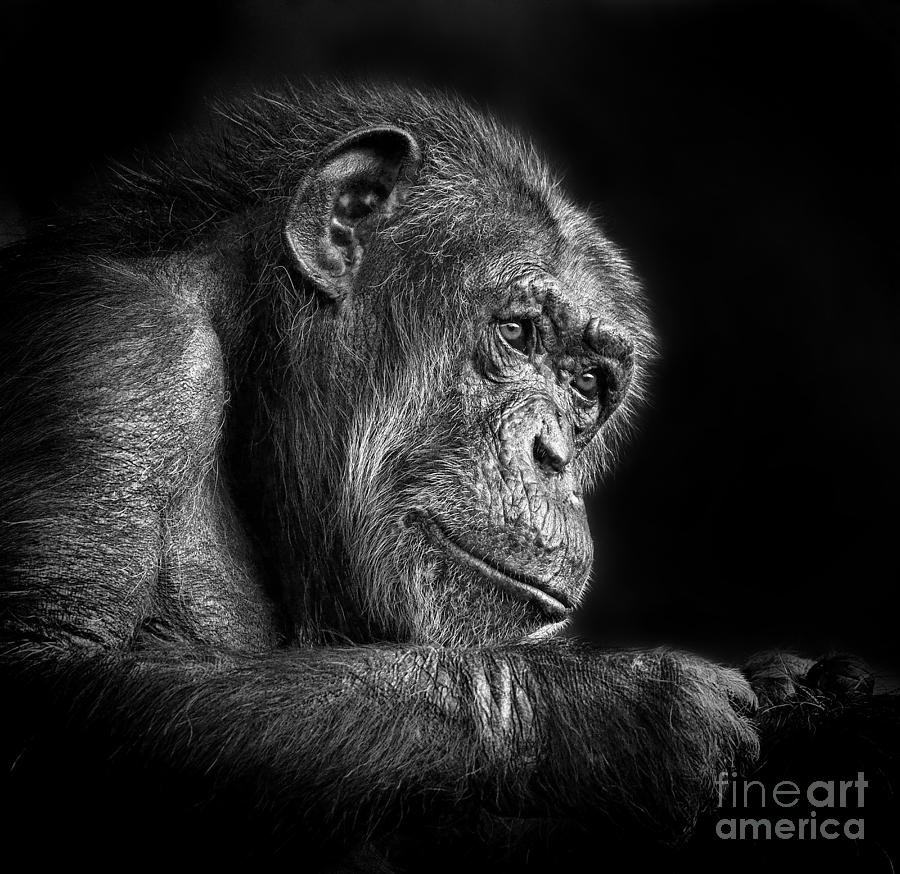 Portrait of an Elderly Chimp IV Photograph by Jim Fitzpatrick