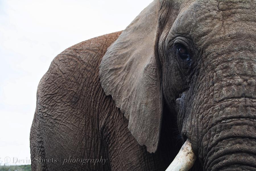 Portrait Of An Elephant Photograph By Devin Sheets Fine Art America