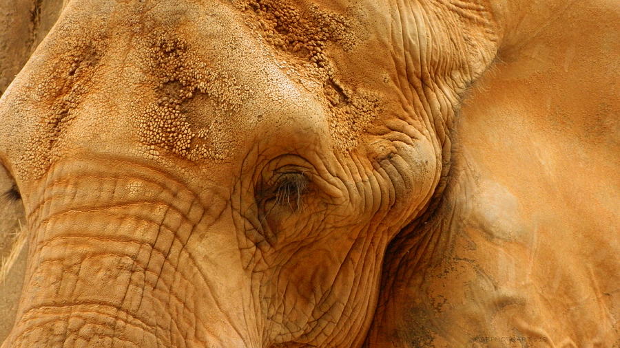 Portrait of an Elephant Photograph by Kathy Barney