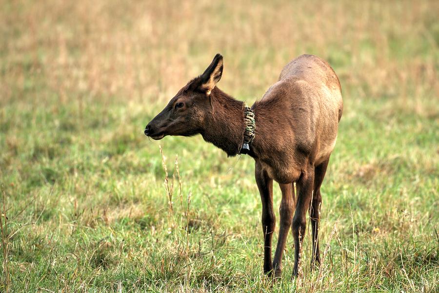 Portrait Of An Elk Calf Growing Up Photograph
