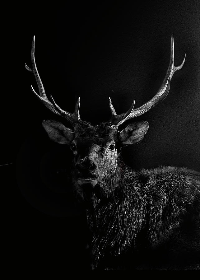 Portrait of an Elk Photograph by John Christopher