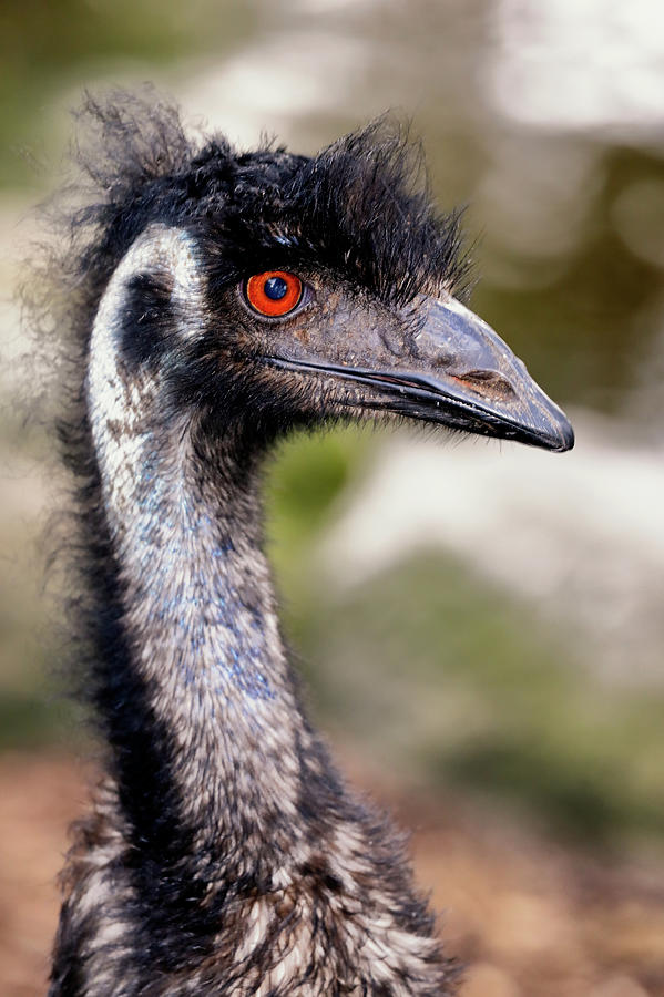 Portrait of an Emu Photograph by Nicholas Blackwell