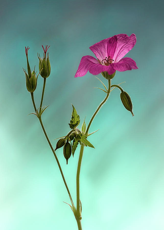 portrait of an English Geranium Photograph by Shirley Mitchell