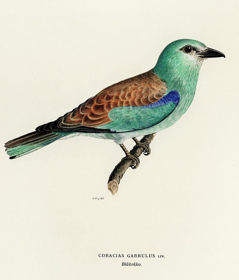 Portrait of an European roller Painting by Vincent Monozlay