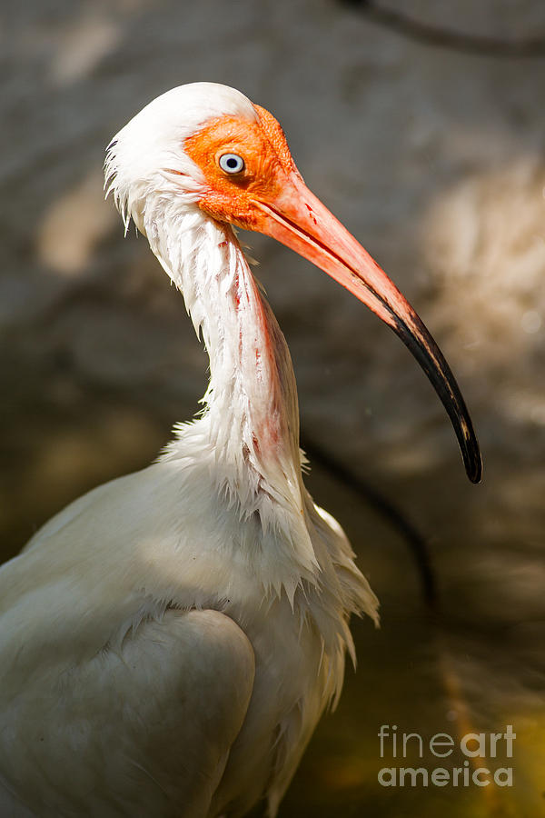 Portrait of an Ibis Photograph by Natural Focal Point Photography