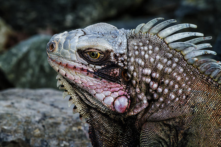 Portrait of an Iguana Photograph by Belinda Greb