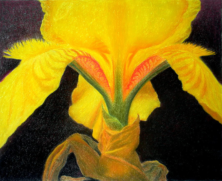 Iris Drawing - Portrait Of An Iris by Nives Palmic