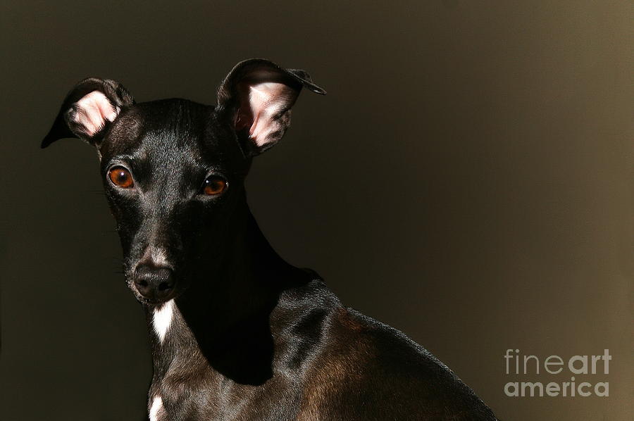 Portrait of an Italian Greyhound Photograph by Angela Rath