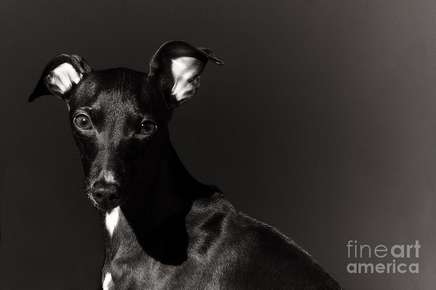 Portrait of an Italian Greyhound in Black and White Photograph by Angela Rath