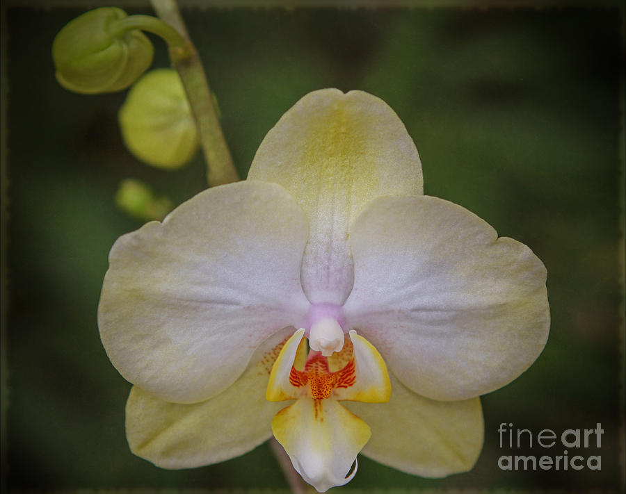 Portrait of an Orchid Photograph by Elizabeth Winter