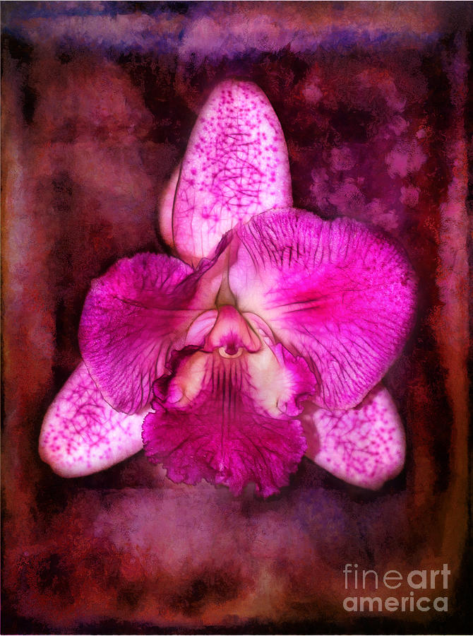 Portrait of an Orchid Photograph by Judi Bagwell