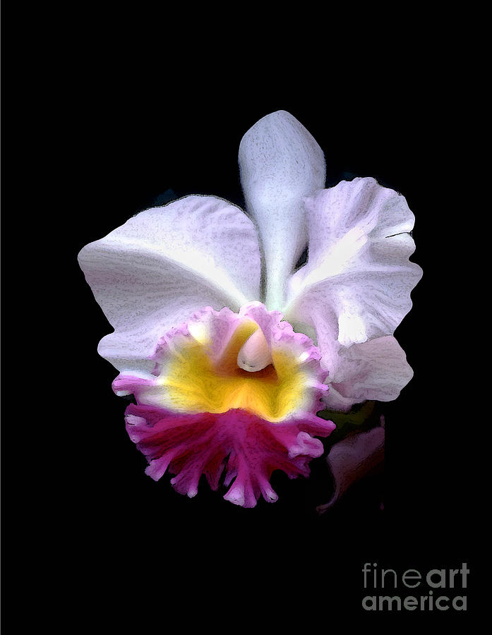 Abstract Photograph - Portrait of an Orchid  by Linda Parker