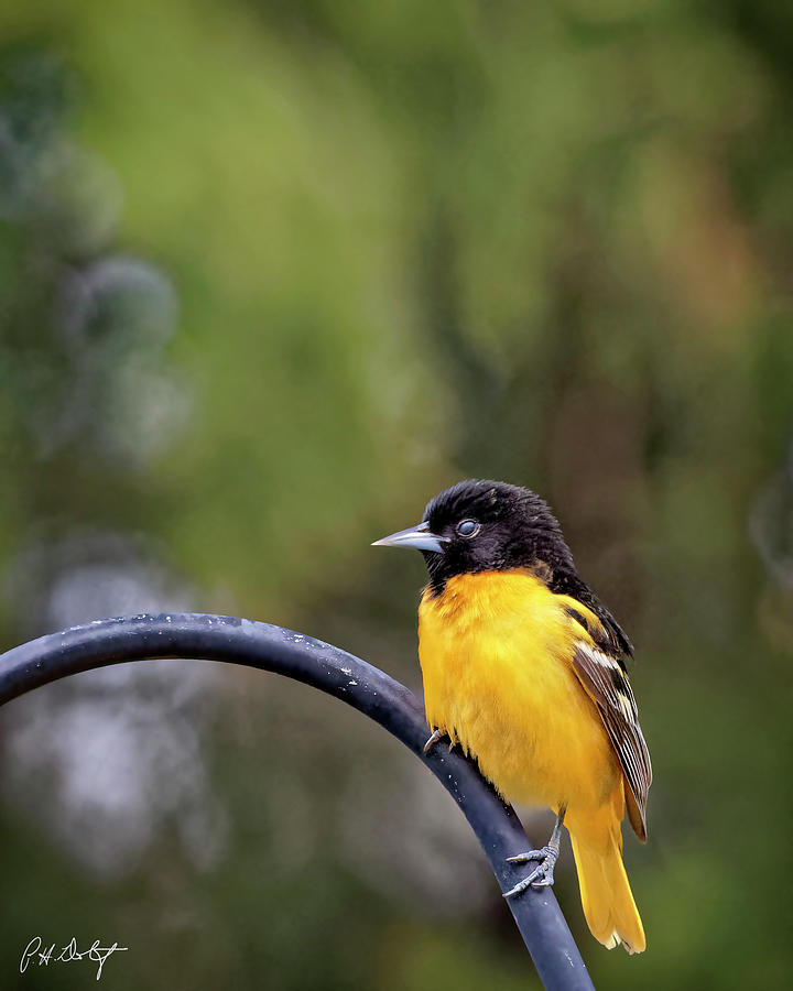 Nature Photograph - Portrait Of An Oriole by Phill Doherty