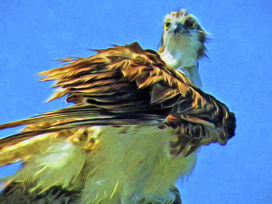 Mama Osprey in her Sunday best Painting by A H Kuusela