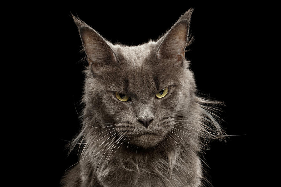 Portrait Photograph - Portrait of Angry Maine Coon on black by Sergey Taran