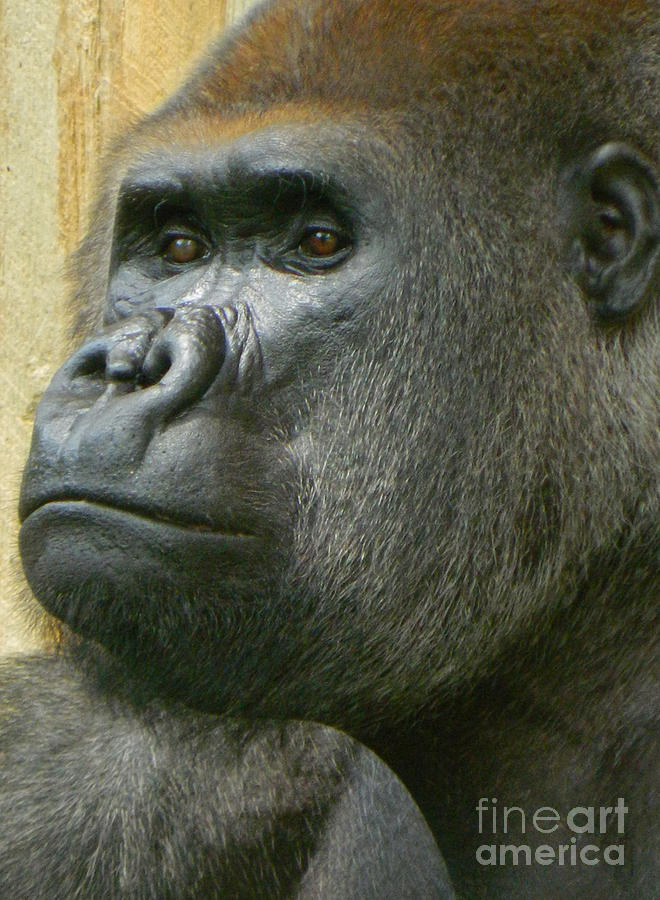 Portrait Of Baraka - A Silverback Gorilla Photograph