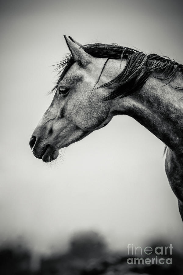 Portrait of Beautiful Horse in Black and White Photograph by Dimitar Hristov