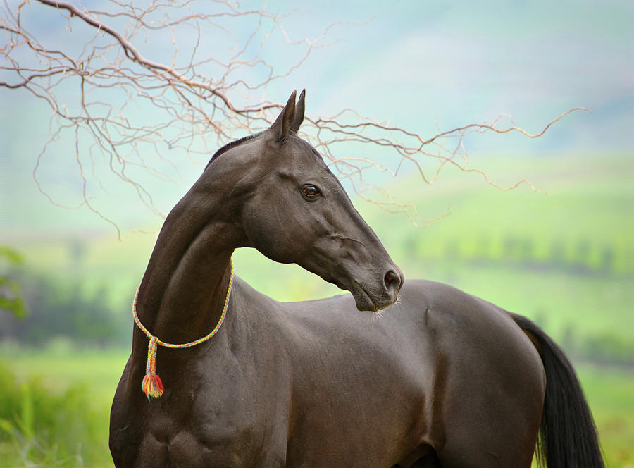 Black Akhal Teke