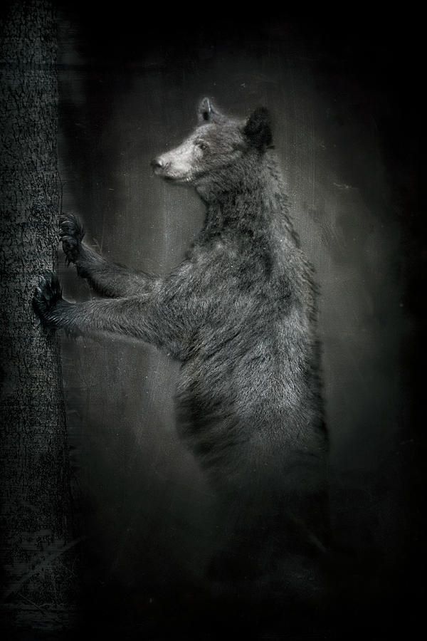 Portrait of Black bear resting against tree Photograph by Dan Friend
