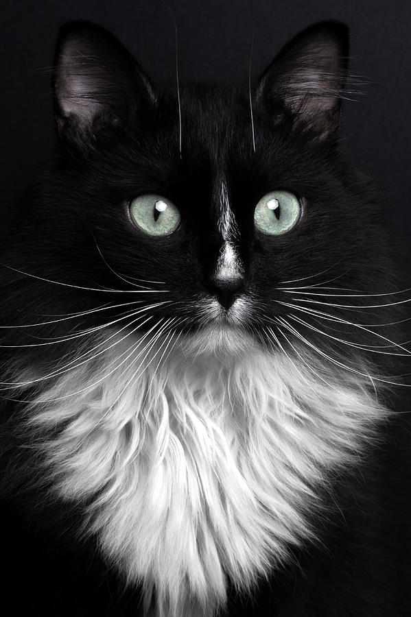 Portrait of Black Cat with White Breast Photograph by Sergey Taran