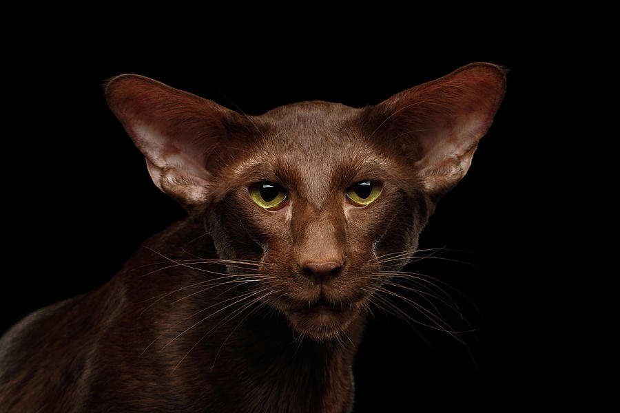 Portrait of Brown Oriental cat on isolated black background Photograph by Sergey Taran