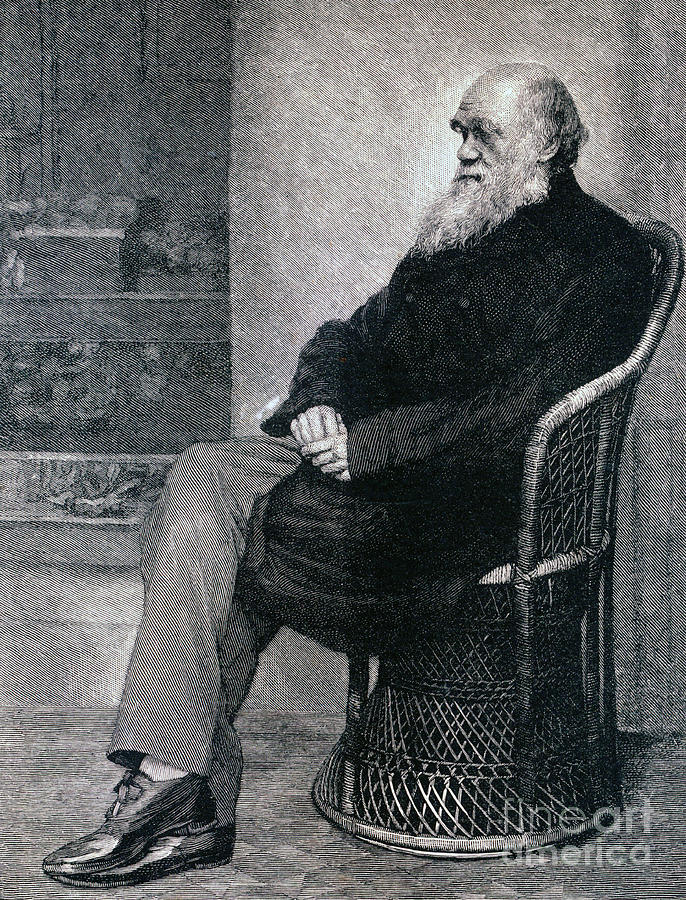 Portrait of Charles Darwin Drawing by American School Fine Art America