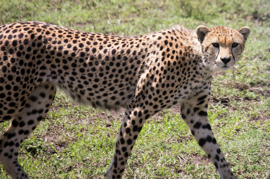 Portrait of Cheetah, Serengeti, Tanzania Photograph by Karen Foley