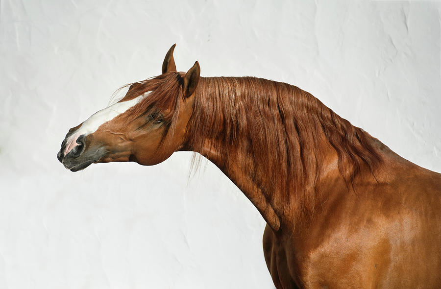 Portrait of Chestnut Horse Photograph by Ekaterina Druz