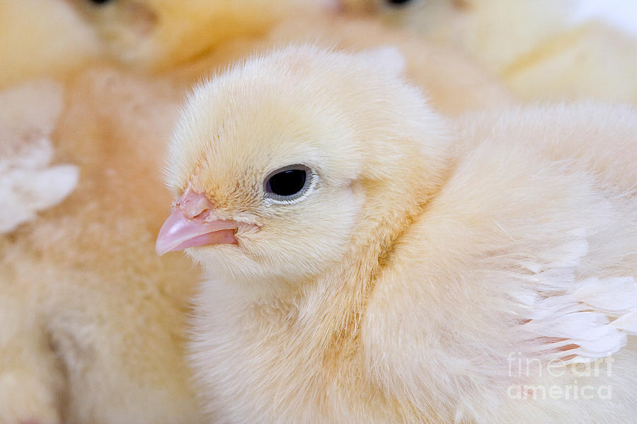 Portrait Of Chick Photograph by Gerard Lacz