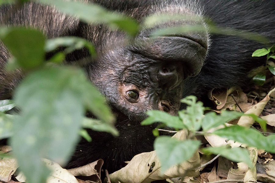 Portrait of chimpanzee, Kibale National Park, Uganda Photograph by Karen Foley