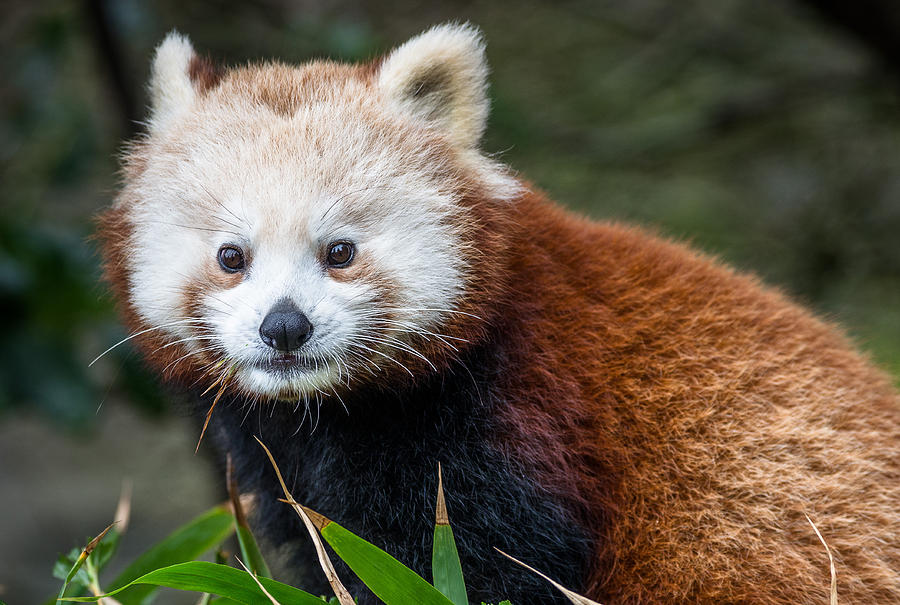 Portrait of Cini the Red Panda Photograph by Greg Nyquist