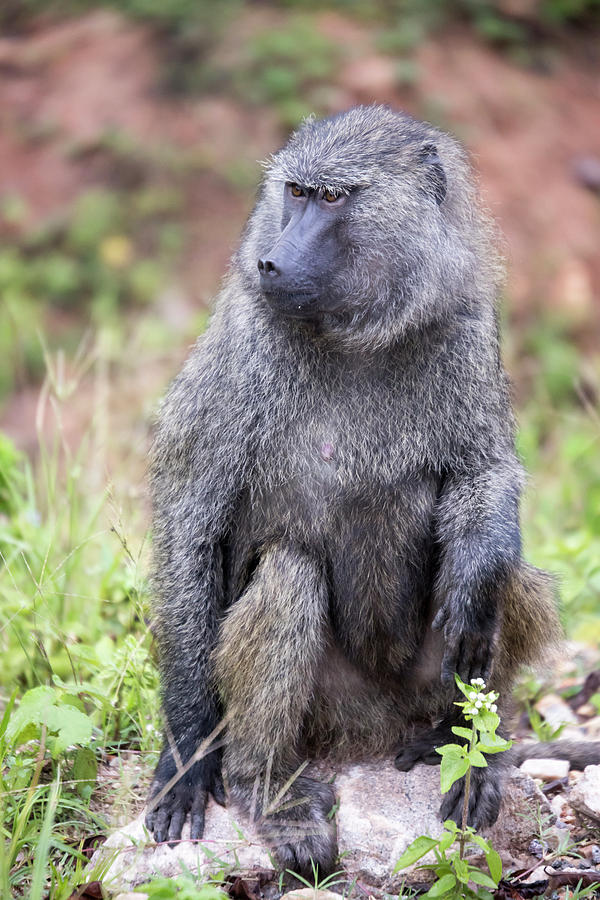 Portrait of Common Baboon Photograph by Karen Foley