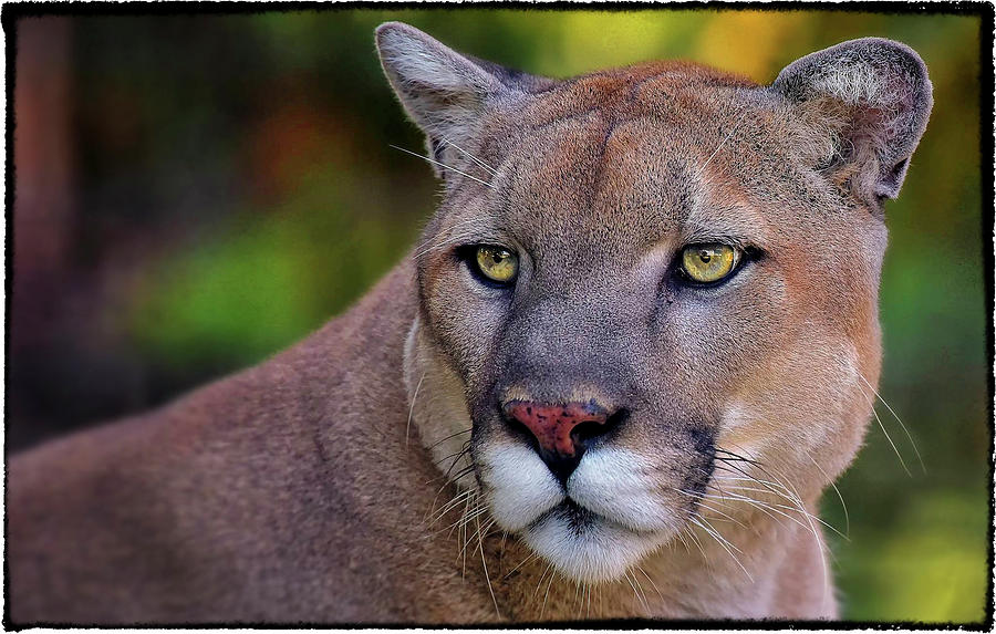 Wildlife Photograph - Portrait of  Cougar  by Garett Gabriel