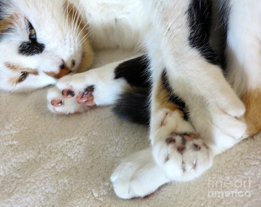 Portrait of cute Paws Photograph by Phyllis Kaltenbach