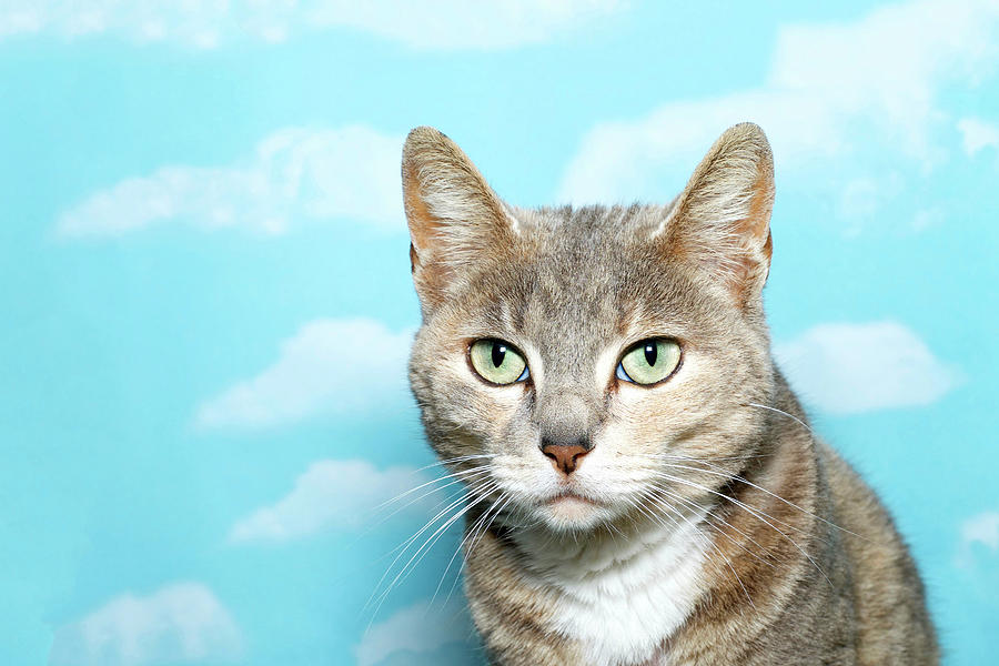 Portrait of diluted tortie tabby cat Photograph by Sheila Fitzgerald ...