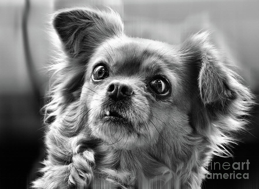 Portrait of dog  Photograph by Daliana Pacuraru