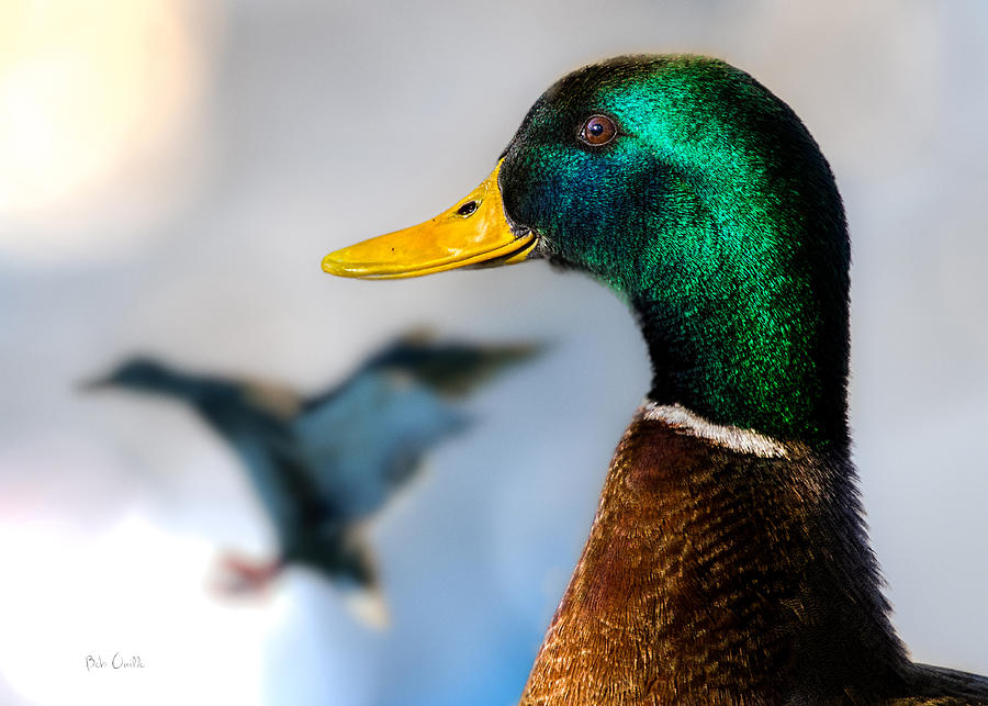 Duck Photograph - Portrait of Duck 2 by Bob Orsillo