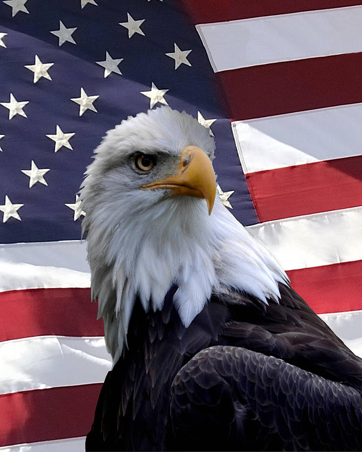Portrait of Eagle with Flag Photograph by Ann Bridges