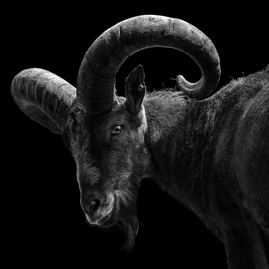 Animal Photograph - Portrait of East Caucasian Tur in black and white  by Lukas Holas